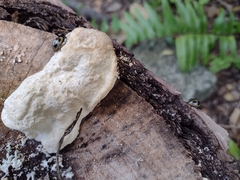 Aegithus quadrinotatus