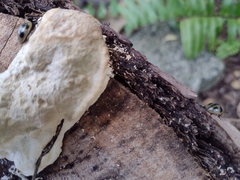 Aegithus quadrinotatus