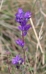 Campanula glomerata