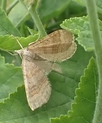 Scotopteryx chenopodiata