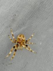 Araneus grossus