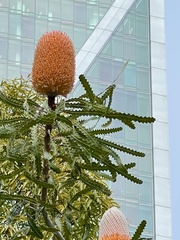 Banksia ashbyi