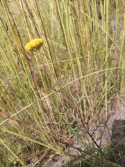 Lonas annua