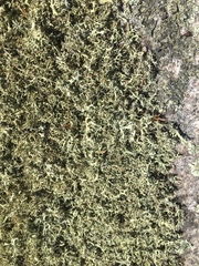 Cladonia dimorphoclada