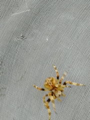 Araneus grossus