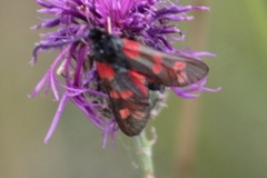 Zygaena filipendulae