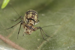 Mesopsocus immunis
