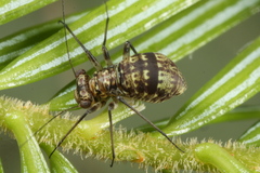 Mesopsocus immunis