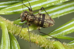 Mesopsocus immunis