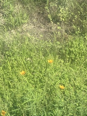 Kallstroemia grandiflora