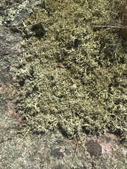 Cladonia dimorphoclada