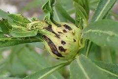 Neolasioptera vernoniae