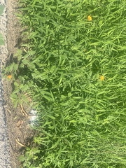 Kallstroemia grandiflora