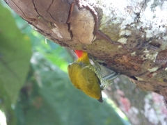 Piculus flavigula