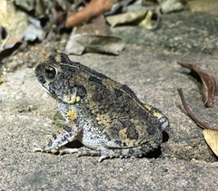 Sclerophrys pusilla
