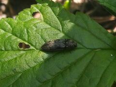 Prosternon tessellatum