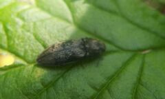 Prosternon tessellatum