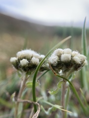 Antennaria pulchella