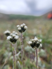 Antennaria pulchella
