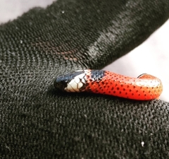 Micrurus dumerilii antioquiensis