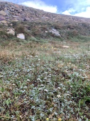 Antennaria pulchella