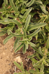 Lobostemon trigonus