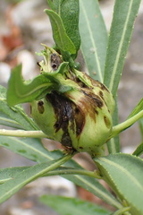 Neolasioptera vernoniae