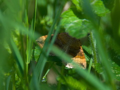 Scotopteryx chenopodiata