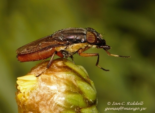 Subfamily Rhiniinae · iNaturalist