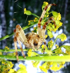 Araneus quadratus