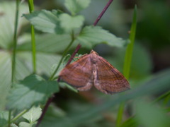 Scotopteryx chenopodiata