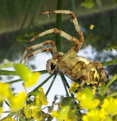 Araneus quadratus