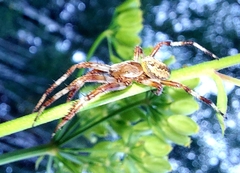 Araneus quadratus
