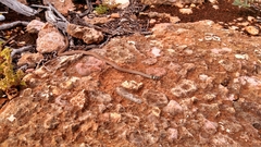 Demansia calodera