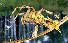 Araneus quadratus