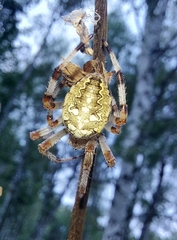 Araneus quadratus