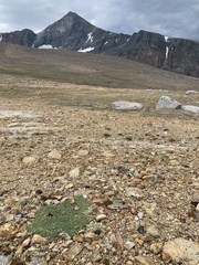 Podistera nevadensis