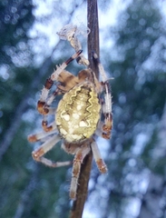 Araneus quadratus