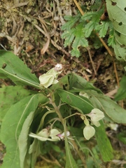 Clerodendrum fortunatum
