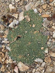 Podistera nevadensis
