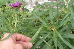 Neolasioptera vernoniae