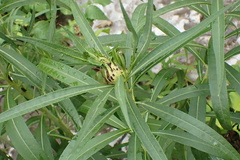 Neolasioptera vernoniae