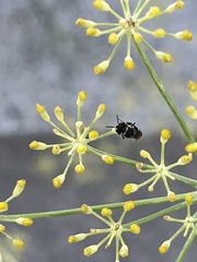 Hylaeus