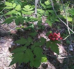 Actaea erythrocarpa