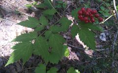 Actaea erythrocarpa