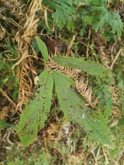 Clerodendrum fortunatum