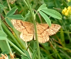 Idaea serpentata