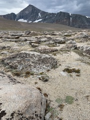 Podistera nevadensis