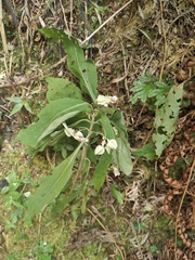 Clerodendrum fortunatum
