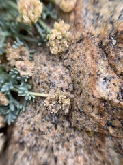 Podistera nevadensis